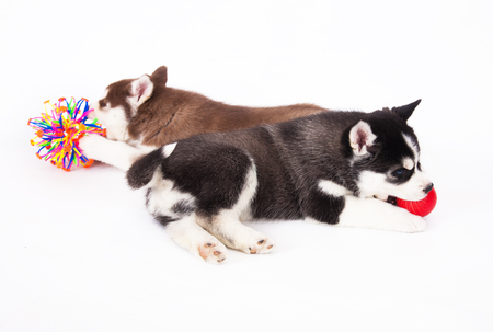 Two Siberian Husky puppy playing with a toys, in the studio on a white background.の写真素材