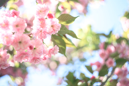 Cherry blossoms over blurred nature background. Spring flowers. Spring Background.の写真素材