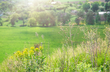 Summer meadow on a sunny day, top view with sun rays.の写真素材