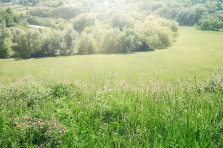 Summer meadow on a sunny day, top view with sun rays.の写真素材