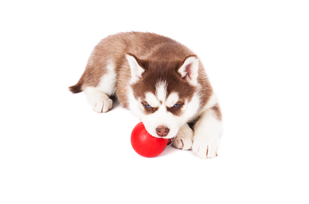 Siberian husky playing with a ball, in the studio on a white background.の写真素材
