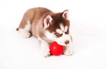 Siberian husky playing with a ball, in the studio on a white background.の写真素材
