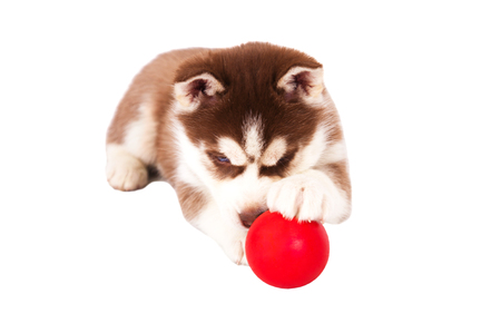 Siberian husky playing with a ball, in the studio on a white background.の写真素材