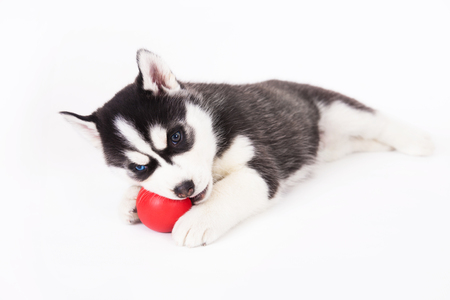Siberian husky playing with a ball, in the studio on a white background.の写真素材