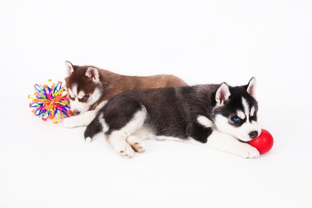 Two Siberian Husky puppy playing with a balls, in the studio on a white background.の写真素材