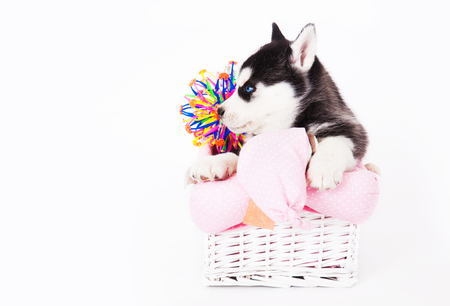 Puppy of an Siberian husky sitting in a basket in the studio on a white background.の写真素材