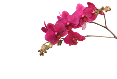 Branch purple orchid isolated on white background close upの写真素材
