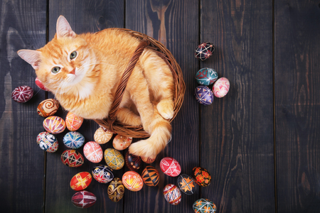 Cat sitting in a basket on a wooden background with Easter eggs around.の写真素材