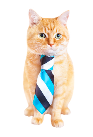 Red cat in a tie, studio shot, isolated on white background.の写真素材