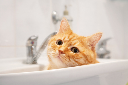 Red cat lying in the sink in the bathroom close-up.の写真素材