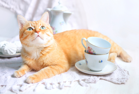 Red cat lying near white tableware in the mornig. Still life and cat.の写真素材