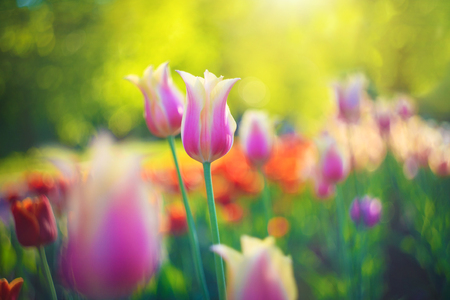 Blooming red and pink tulips, spring flowers in the park, on green background. Beautiful flowers as floral natural backdrop. Symbol of spring. Bright sunny day.の写真素材