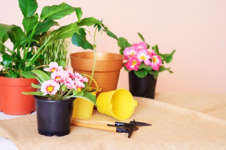 Potted flowers, pots for flowers and tools for the care of plants on the table. Transplantation of plants and care.の写真素材