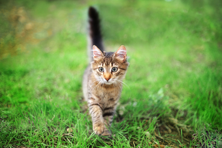 Little fluffy kitten walks in the park in the green grass.の写真素材