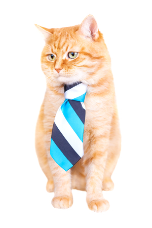 Red cat in a tie, studio shot, isolated on white background.の写真素材