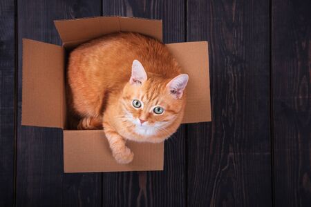 Red domestic cat sitting in a cardboard box on a wooden background, studio.の写真素材