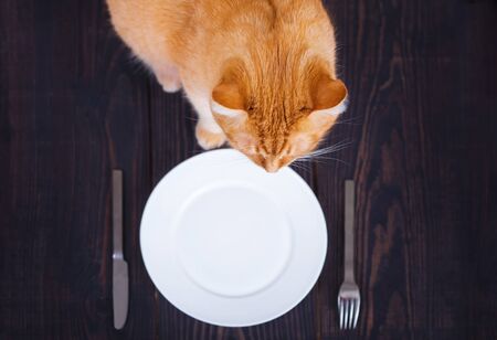 A cat near an empty plate and cutlery. Pet food.の写真素材