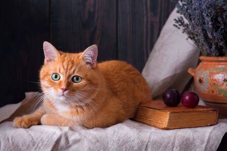 Cat lying on a table near a book and a bouquet of lavender.の写真素材