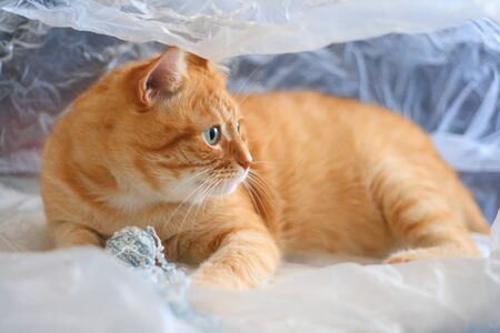 The cat is played with a ball of thread in a plastic bag. Pets.の写真素材