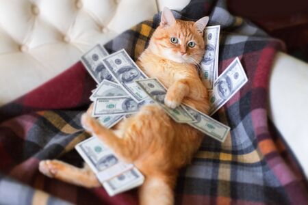 Cat with american dollars in paws lying on the sofa. The concept of success and wealth.の写真素材