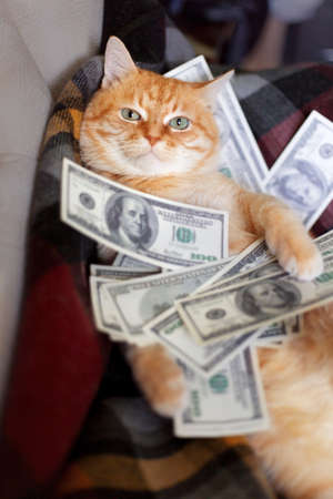 Cat with american dollars in paws lying on the sofa. The concept of success and wealth.の写真素材