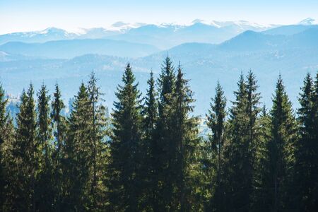 Picturesque mountain panoramic landscape with fir trees and mountain tops on a clear day.の写真素材