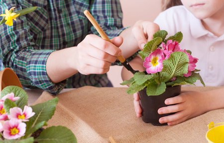Cute child girl helps her mother to care for plants. Close up.の写真素材