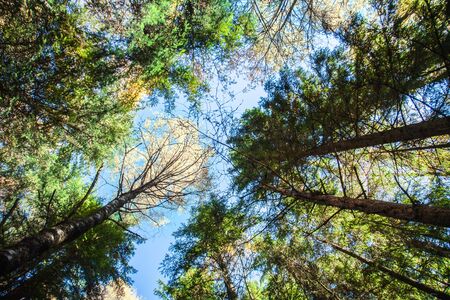 View of the tops of trees and the blue sky from below on a bright sunny day.の写真素材