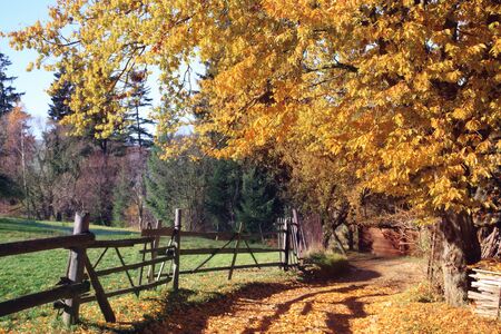 Old house in the woods on a beautiful autumn sunny day, rural landscape.の写真素材