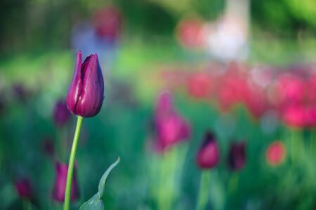 Purple tulip on the background of green grass close-up in sunny summer day.の写真素材