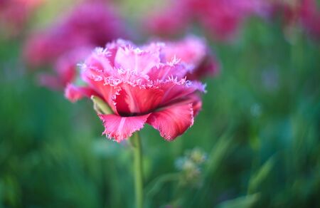 Blooming pink tulips, spring flowers in the garden. Beautiful flowers as floral natural backdrop. Symbol of spring. Bright sunny day.の写真素材