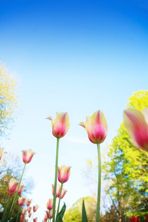 White and pink tulips on the background of blue sky and green grass close-up in sunny summer day.の写真素材