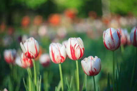 White and purple tulip on the background of green grass close-up in sunny summer day.の写真素材
