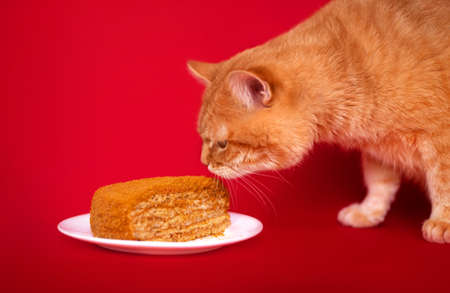 Adult red cat and homemade cake on a red background. Studio photo.の写真素材