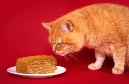 Adult red cat and homemade cake on a red background. Studio photo.の写真素材