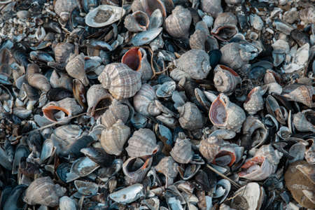 Seashells background top view. Natural background close up.の写真素材