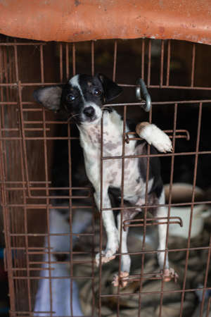 Sad homeless puppy at the animal shelter in a cage.の写真素材