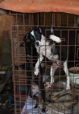 Sad homeless puppy at the animal shelter in a cage.の写真素材