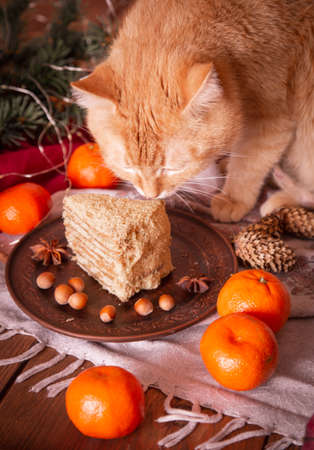 Ginger cat on the table near a delicious honey cake. Its time for winter holidays.の写真素材