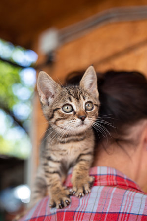 Kitten without breed on the neck. Cute fluffy striped cat.の写真素材