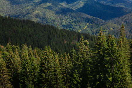 Mountain panoramic landscape with trees on a sunny summer day. Carpathians.の写真素材