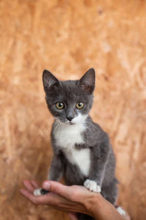 Kitten without breed in female hands. Cute fluffy cat.の写真素材