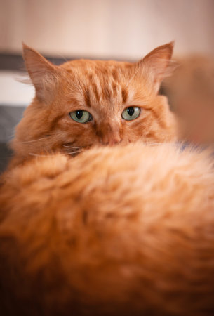 Beautiful adult red cat lying on the bed.の写真素材