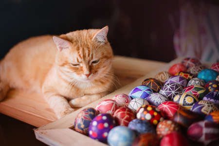 Home red cat and easter eggs on the table.の写真素材