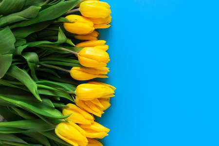 Yellow tulips on a blue. Beautiful floral background. Also a symbol of Ukraine.の写真素材