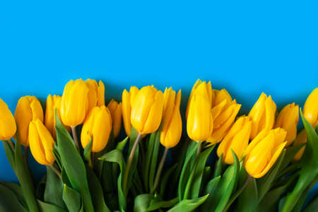Yellow tulips on a blue. Beautiful floral background. Also a symbol of Ukraine.の写真素材