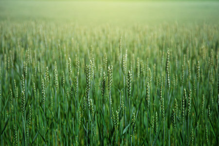 Green wheat field in spring or summer, good weather, beautiful landscape.の写真素材