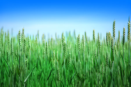 Green wheat field in spring or summer, good weather, beautiful landscape.の写真素材