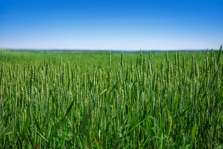 Green wheat field in spring or summer, good weather, beautiful landscape.の写真素材