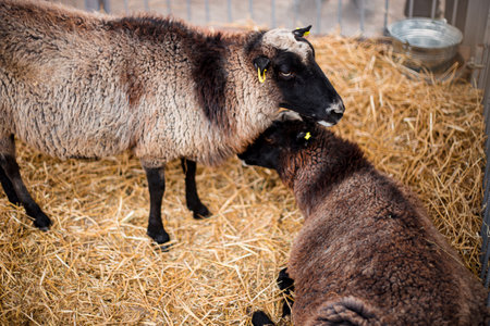 Sheep in a barn on straw. animal husbandry and farming. high quality photoの写真素材